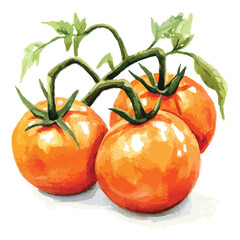 Watercolor Painting of Three Ripe Tomatoes on Vine