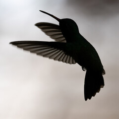 The translucent feathers of an Anna's Hummingbird create a magnificent silhouette of a bird in flight.  