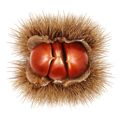 栗 イラスト リアル 和栗