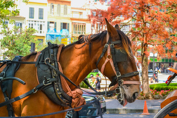 Closeup of Horse and Carriage in Historic Palma Streets