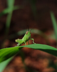 grasshopper on a leaf