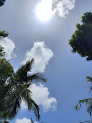  tree and sky