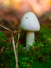 The deadly destroying angel mushroom growing in a bed of moss