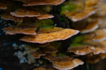 Turkey tail mushrooms growing like shelves on a lichen covered tree