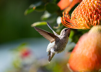A beautiful Annas Hummingbird flying to and feeding from a bright orange pincushion flower in the garden during Sprint in California. 