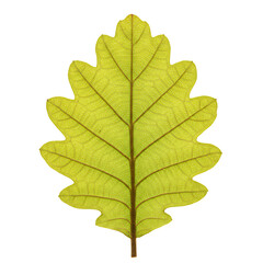 Fototapeta premium Oak Leaf Detail: Vibrant green oak leaf with intricate texture