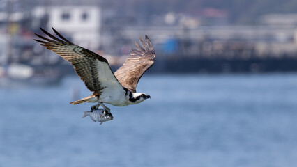 Profile of an Osprey raptor carrying a large fish while fishing near the skyline of San Diego Bay in California.  