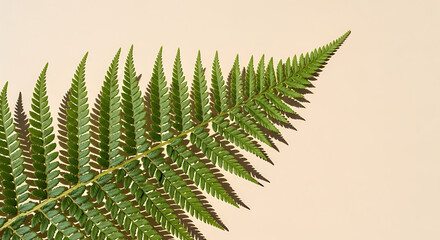 Elegant Fern Frond on Neutral Background Botanical Photography