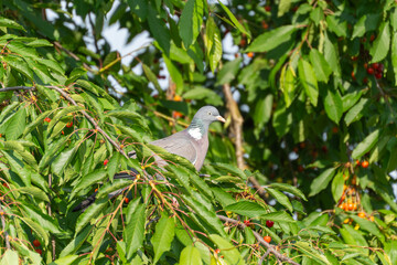 A pigeon is perched among cherry tree branches with ripening fruits. The bird is alert and surrounded by green foliage.