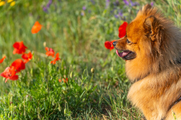 A small brown dog sits happily in a wildflower meadow, surrounded by vibrant red poppies. Its tongue is out as it enjoys the warm sunlight.