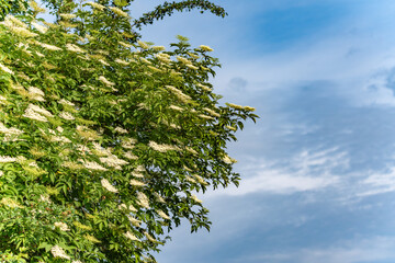 A large elderflower bush with white blossoms reaches into a cloudy blue sky. The scene is filled...
