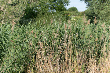 Dense reeds grow on a sunny stretch of riverbank with a green background. The scene conveys tranquility and natural diversity.