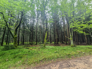 Fototapeta premium .Mysteries of the Foggy Forest A Path Into the Unknown