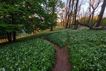 Mountain hiking trail. Spring blooming beech forest with beautiful white wild garlic, wild onions...