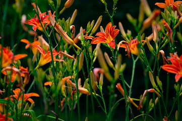 Flower bed of daylilies isolated with a dark background