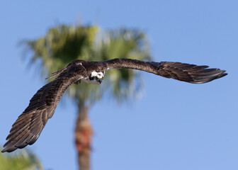The giant wings of an adult Osprey soaring over palm trees near San Diego Bay in Southern California.  