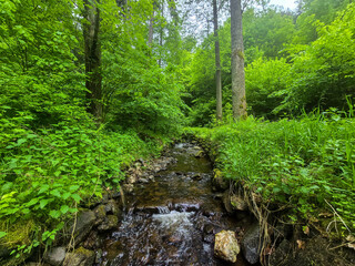 Obraz premium WildT aiga Ancient Grove Deep Wilderness