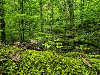Forest Botany Wild FloraStock Wild Herbs