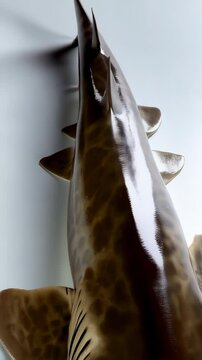Detailed close-up of a patterned sand tiger shark on a white surface showing the gills, fins, and spots in high detail.