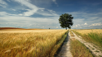 Summer Wheat Field with Dirt Road and Lone Tree Under Blue Sky