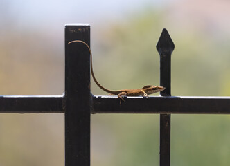 Lizard with a long tail walking on the top of a wrought-iron fence in a garden in Southern California.  