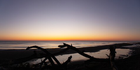 Old trees on the shore at sunrise.