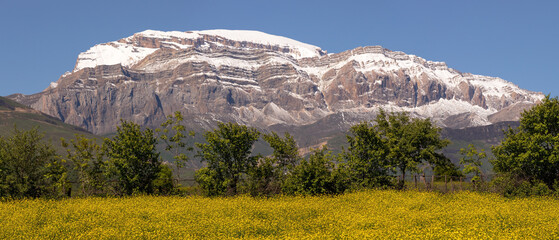 Yellow fields at the foot of Mount Shahdag.