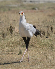 Secretary bird walking in Africa