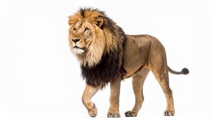 Obraz premium Lion over white background, wild animal