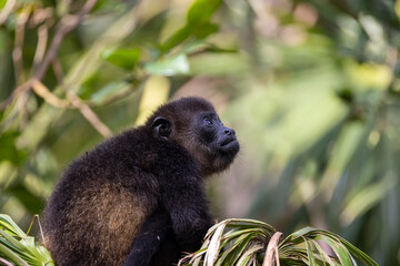 Howler Monkey 