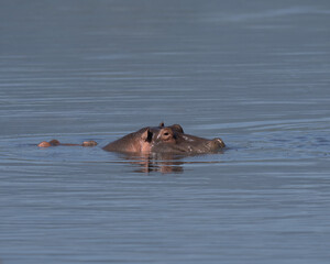 Fototapeta premium Hippos poking their heads up
