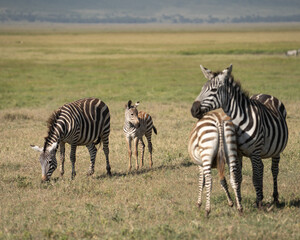 Naklejka premium A very young zebra staying close to it's mom