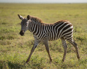 Very young zebra running in the grass