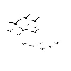 flock of birds