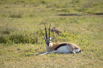 Thompsons gazelle taking a needed rest