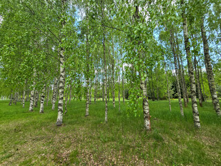 Obraz premium Sunlit Birches of Botanical Garden Where Nature Meets Science