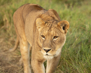 Up close with a lioness at sunrise