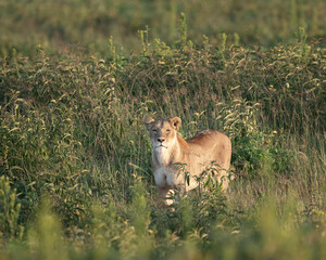 Lioness caught looking directly at the camera