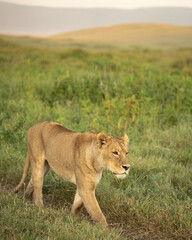 Lioness on the green plains at sunrise