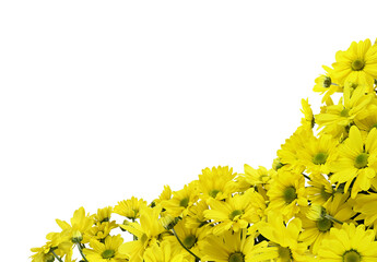 Yellow chrysanthemum flowers in a floral corner arrangement isolated on white or transparent background
