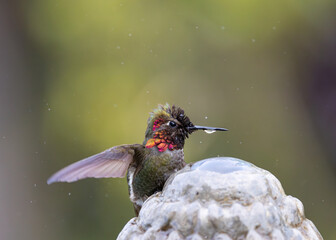 Colorful feathers of an Annas Hummingbird taking a bath in a fountain with a drop of water on its beak.  