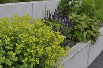Flowerbed in the garden with white flowers and green grass.