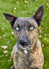 Brindle Dog with Blue Eyes Sitting on Lawn
