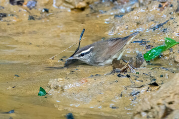 Asian stubtail (Urosphena squameiceps) seen at Dosdewa in Karimganj, Assam, India