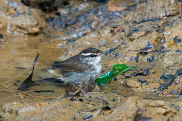 Asian stubtail (Urosphena squameiceps) seen at Dosdewa in Karimganj, Assam, India
