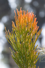 The orange and green colors of a Mexican Fire Barrel cactus in a cactus garden.