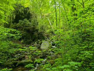 Fototapeta premium WildT aiga Ancient Grove Deep Wilderness