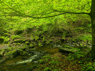 WildT aiga Ancient Grove Deep Wilderness