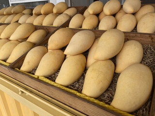 Several yellow Nam Dok Mai mangoes are beautifully arranged on a tray for sale.