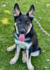 German Shepherd Dog Sitting on Turf with Pink Leash